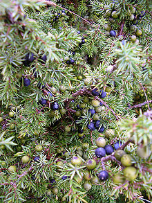 SOFT WOODS perfume oil