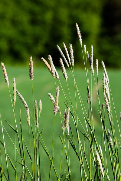 SWEET GRASS perfume oil