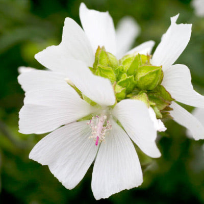 SMOKED BLOOM perfume oil