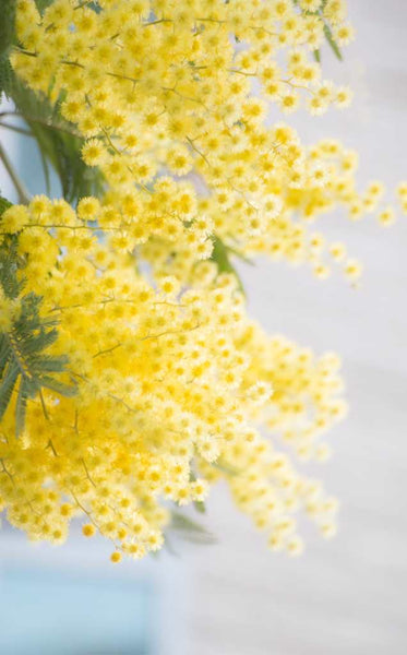 SWEET GRASS perfume oil
